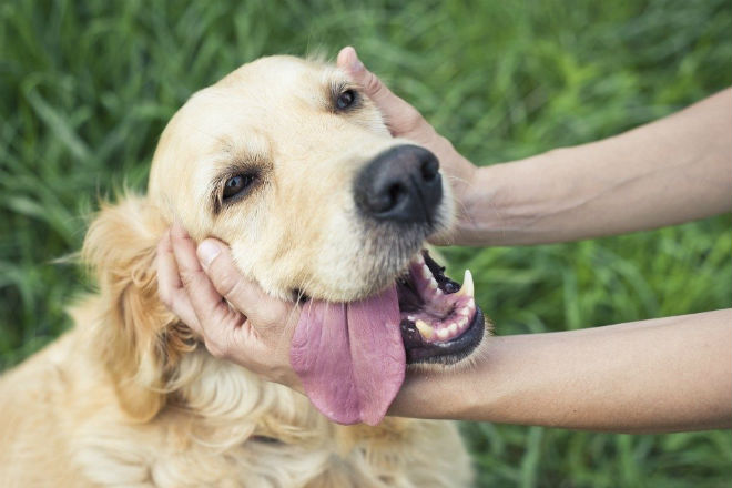 Linguaggio del cane: come comportarci quando ne incontriamo uno...