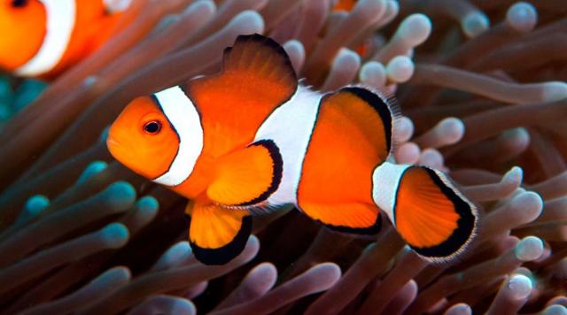 Il segreto della lunga vita di Nemo…