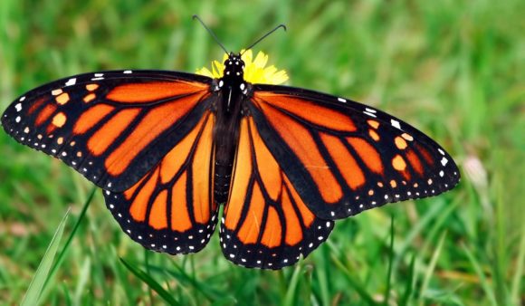 Farfalle monarca in via d’estinzione?