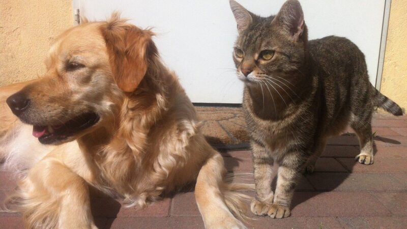 Se per cane e gatto si prepara il cibo in casa, bisogna aggiungere il sale?