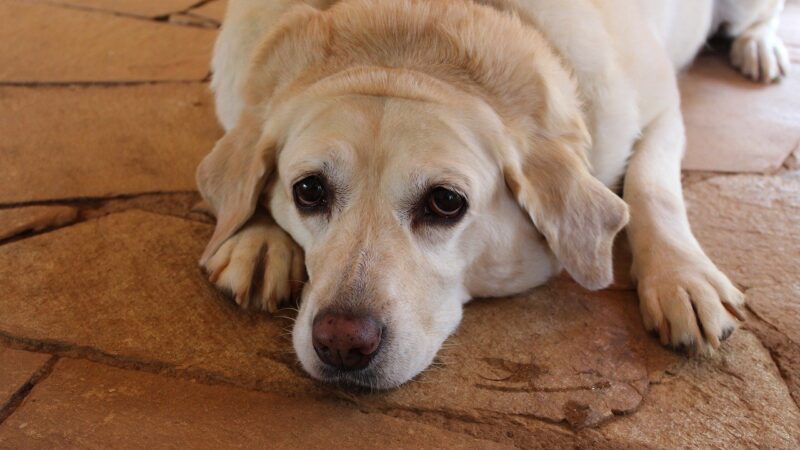 Perché il cane fa la pipì in casa nonostante esca regolarmente?