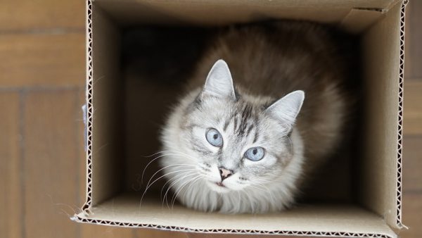 Gatti: perché amano le scatole?