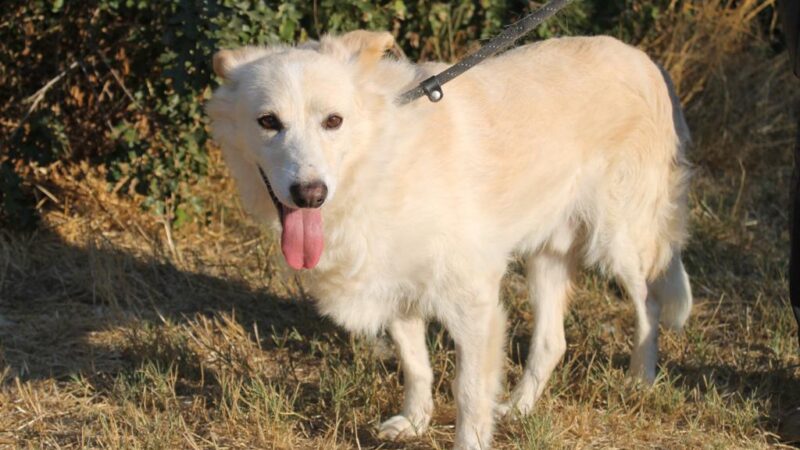 LNDC: 30 cani salvati in Ucraina…