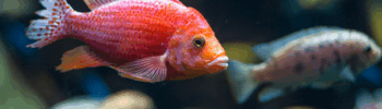 Pesce Sasso: simpatico pigrone!